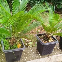 گیاه های زینتی مناسب باغچه و فضای سبز|گل و گیاه طبیعی|کیاشهر, |دیوار