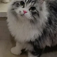 واگزاری گربه