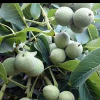 گردو پیوندی پایه ژنوتیپ پیوند چندلر.وفرنور