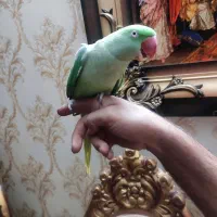 شاه طوطی کله الویی وگرینجیک
