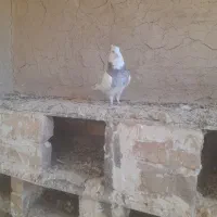 کبوتر|پرنده|شراء, |دیوار