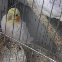 تعدادی عروس هلندی