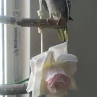 عروس هلندی نر ۶ماهه|پرنده|پردیس, فاز ۸|دیوار