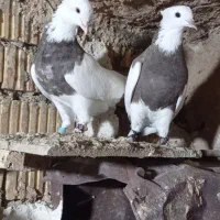 طوقی