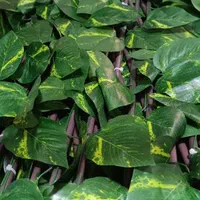 دیوارسبز . آکاردائونی .چمن مصنوعی . گرین وال|خدمات باغبانی و درختکاری|نجف‌آباد, گلدشت|دیوار