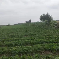 یک و نیم هکتار زمین در امامیه فروش|فروش دفتر صنعتی، کشاورزی، تجاری|خان ببین, |دیوار