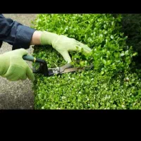 انجام خدمات باغبانی،هرس پاییز،طراحی باغچهای نو ساز