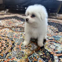 پامرین شیتزو