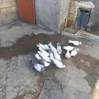 کبوتر|پرنده|سیلاخور, |دیوار