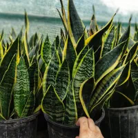 سانسوریا شمشیری و کرواتی ابلق