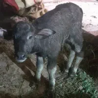 گتوند|حیوانات مزرعه|گتوند, |دیوار