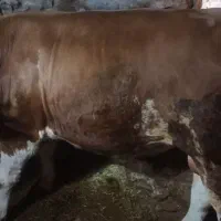 کلل|حیوانات مزرعه|کرفتو, |دیوار