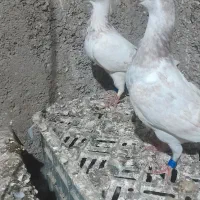 ساراوقون فری|پرنده|گنبد کاووس, |دیوار