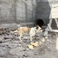 سگ پاکوتاه سرابی|سگ|تبریز, |دیوار