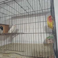 پرنده های زینتی