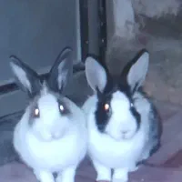 دوعددخرگوش سالم تمیزتربیت شوده ونر