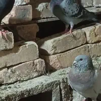 کبوتر فروشی