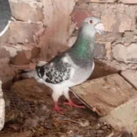 کبوتر گرفتنی نر شامی
