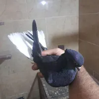 کبوتر اشعل|پرنده|فولادشهر, B2|دیوار