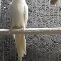 عروس هلندی لوتیند