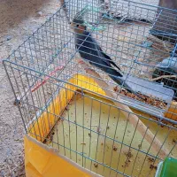 عروسک عروس هلندی(دوتاش۱نیم)|اسباببازی بچه|بم, |دیوار