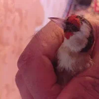 سهره|پرنده|یاسوج, |دیوار