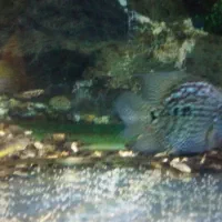 جفت گیری ماهی پرت با تگزاس|ماهی|میاندوآب, |دیوار