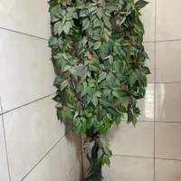درختچه گیلاس خارجی