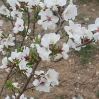 باغ-یا-باقچه-فروشی