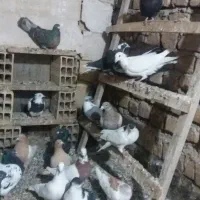 کبوتر ها تاکستان بوم ندارن|پرنده|تاکستان, |دیوار