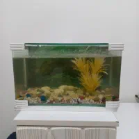 شیشه شرکتی آکواری|ماهی|اندیمشک, |دیوار