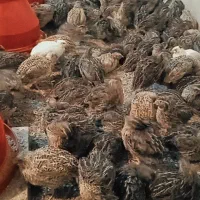 بلدرچین امیدیه|حیوانات مزرعه|امیدیه, |دیوار