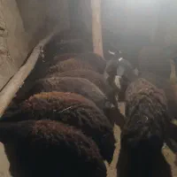 گوسفند|حیوانات مزرعه|ایجرود, |دیوار