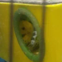 یک جفت مرغ عشق مولد|پرنده|اهرم, |دیوار