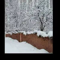 فروش نیمچه مرغ و خروس دو رگه و نقش