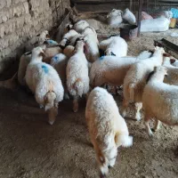 بره پروار ثابت