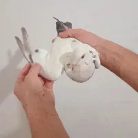 کبوتر هما|پرنده|نوشین شهر, |دیوار