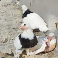 گمشده|پرنده|کارزان, |دیوار