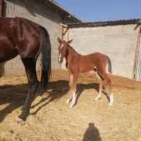 اسب کره نریان 5 نشان طلایی معاوضه با گوسفند موتور