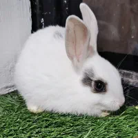 بچه خرگوش