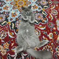 گربه نر جهت جفت گیری|گربه|مشهد, عامل|دیوار