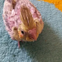 جفت عروس مولد|پرنده|شیراز, معالی‌آباد|دیوار