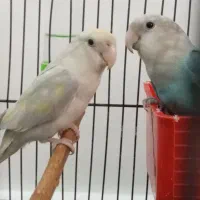 طوطی  جفت نر و ماده