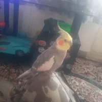 عروس هلندی نر سخنگو|پرنده|فردیس, شهرک ۱۱۰|دیوار