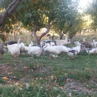 قو غاز و غاز محلی بزرگ