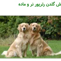سگ گلدن رتریور