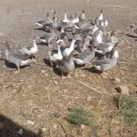 فروش قو غاز