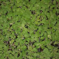 1400عدد نشا گوجه