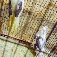 تخم عروس هلندی