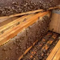 عسل طبیعی سبلان معاوضه با برنج و نیم دانه